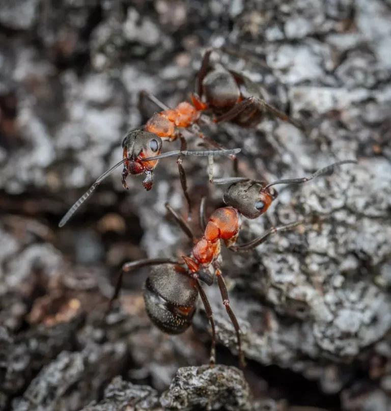 Zapomnij o mrowisku - skuteczne zwalczanie mrówek