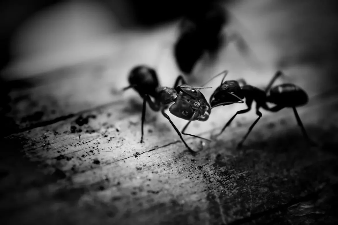 Zapomnij o mrowisku – skuteczne zwalczanie mrówek